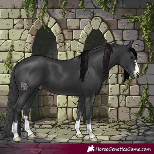 Horse Color:Black Appaloosa 