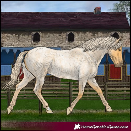 Horse Color:Palomino Roan 