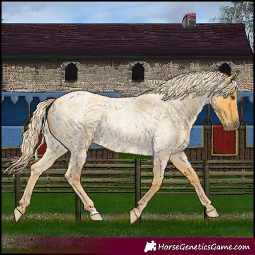 Horse Color:Palomino Roan 