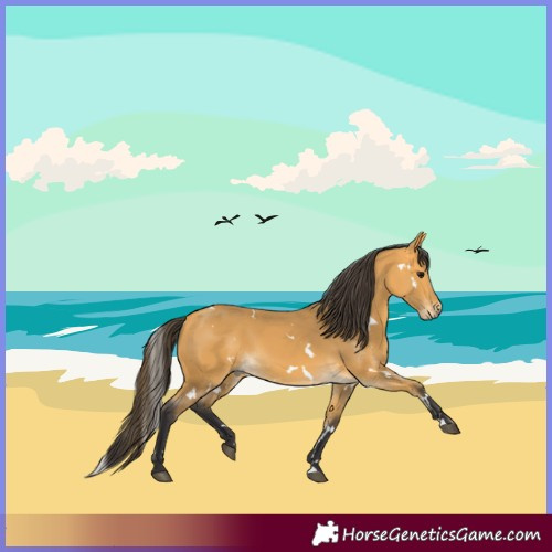 Horse Color:White Spotted Buckskin 