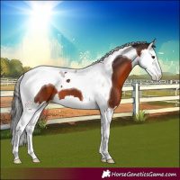 Horse Color:Brown Splash Tobiano 