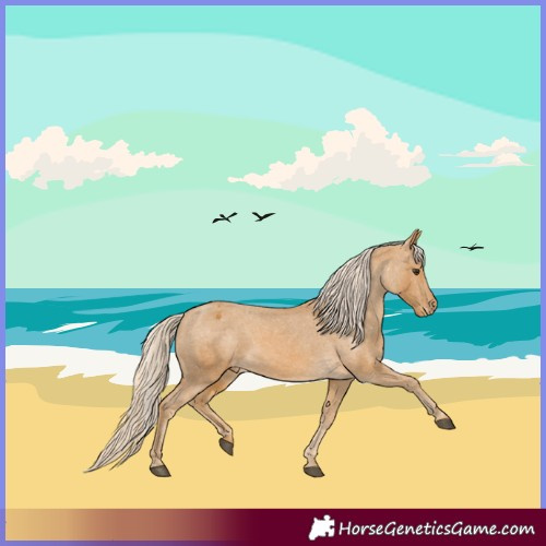 Horse Color:Palomino Appaloosa 