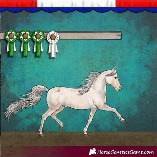 Horse Color:Palomino Appaloosa 