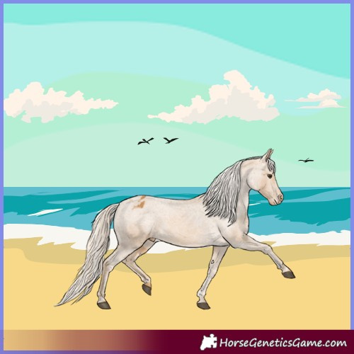 Horse Color:Palomino Appaloosa 