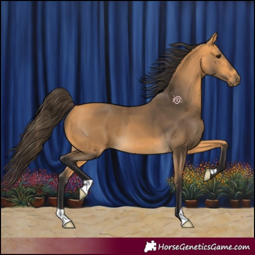 Horse Color:Buckskin 