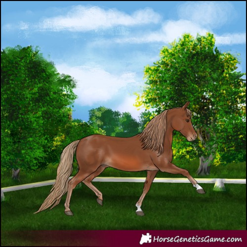Horse Color:Chestnut 