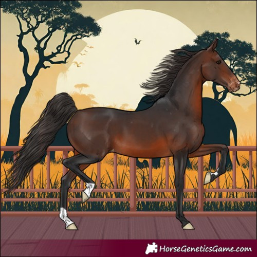 Horse Color:Brown Appaloosa 
