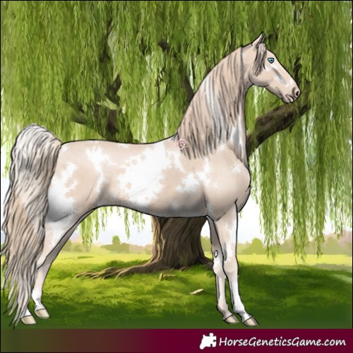 Horse Color:White Spotted Perlino 