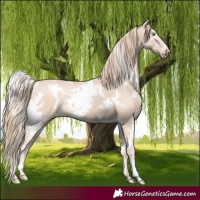 Horse Color:White Spotted Perlino