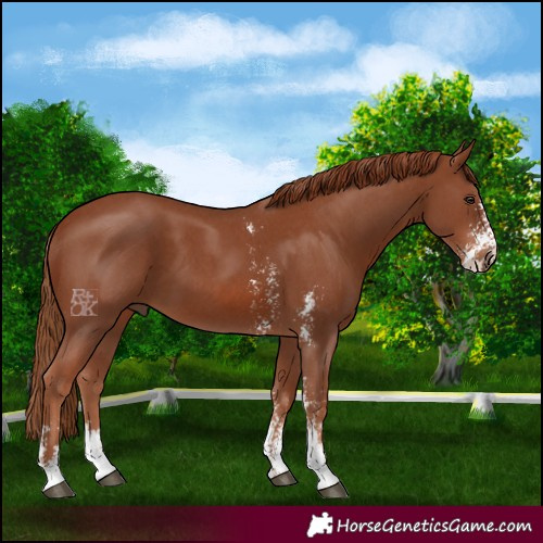 Horse Color:Chestnut Sabino 