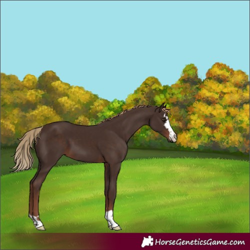 Horse Color:Liver Chestnut 