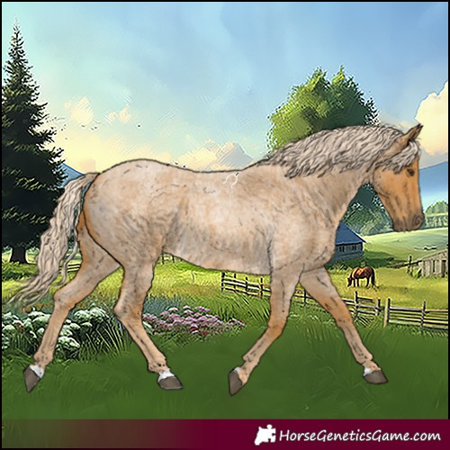 Horse Color:Palomino Roan 