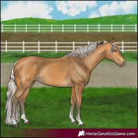 Horse Color:Silver Buckskin
