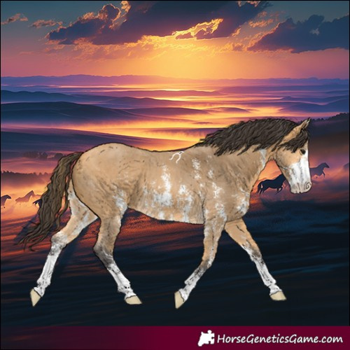 Horse Color:Buckskin Sabino 