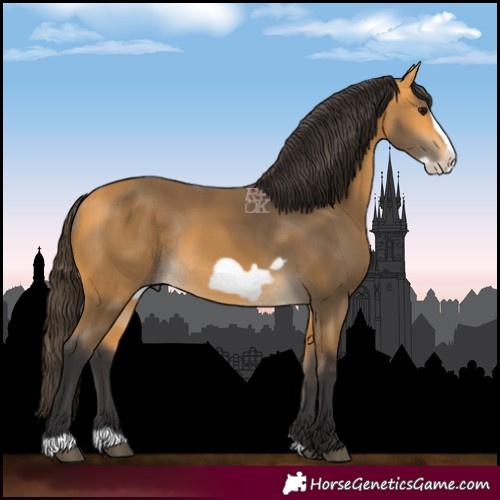 Horse Color:Buckskin Frame Rabicano 