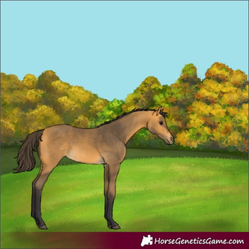 Horse Color:Buckskin 