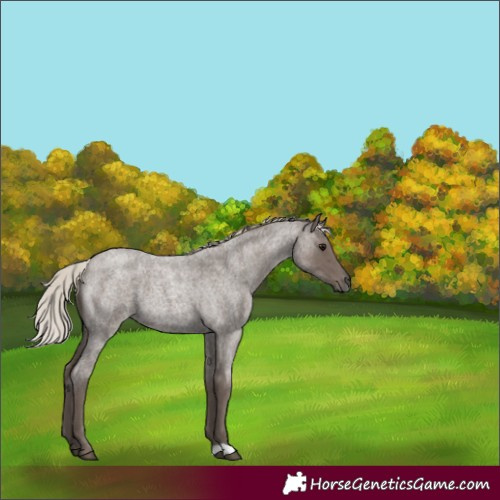 Horse Color:Silver Blue Roan 