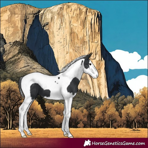Horse Color:Black Splash Tobiano 