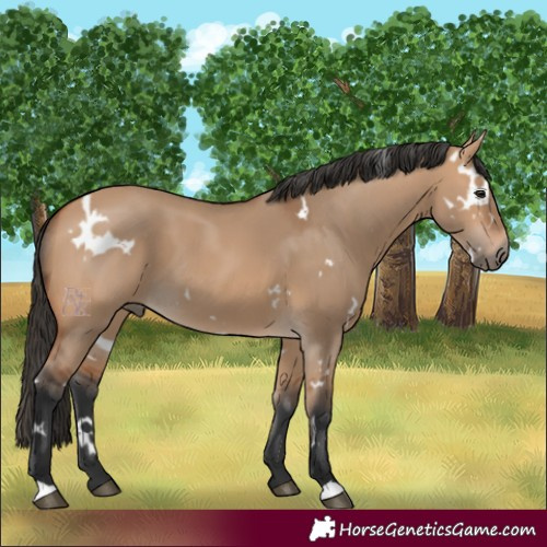 Horse Color:White Spotted Bay Dun 