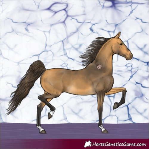 Horse Color:Buckskin 