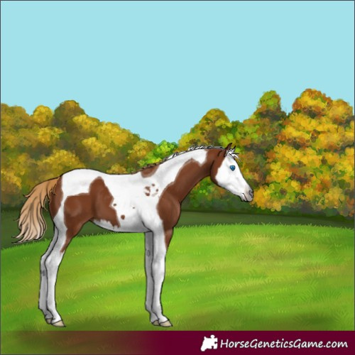 Horse Color:Gray Chestnut Splash Tobiano 