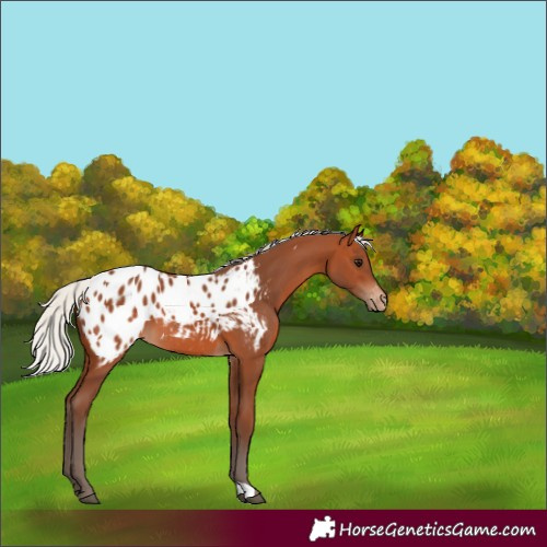 Horse Color:Silver Bay Appaloosa 