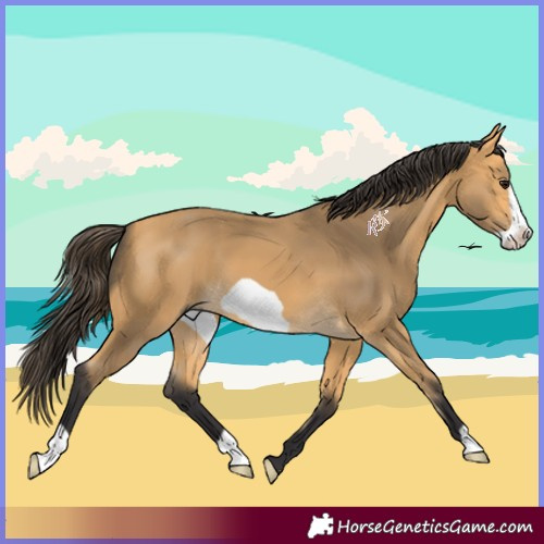 Horse Color:Buckskin Frame 