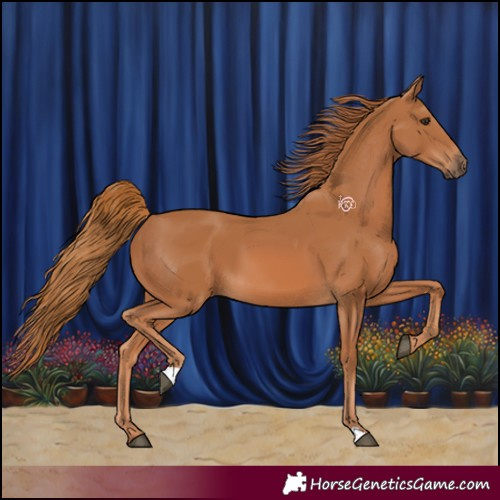 Horse Color:Chestnut 