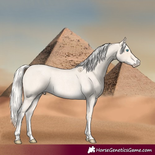 Horse Color:Cremello Roan 