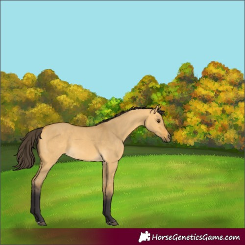 Horse Color:Buckskin Dun 