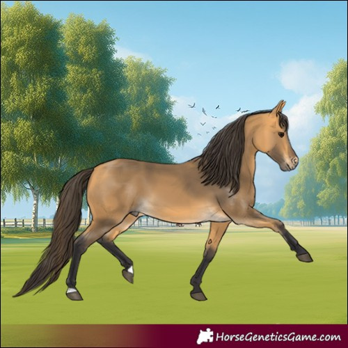 Horse Color:Buckskin 