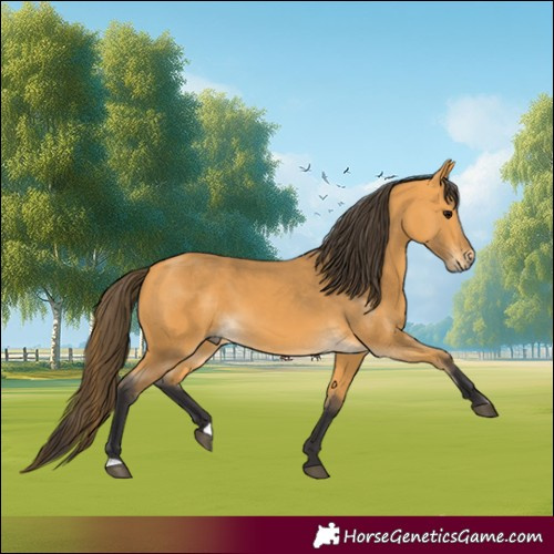 Horse Color:Buckskin 