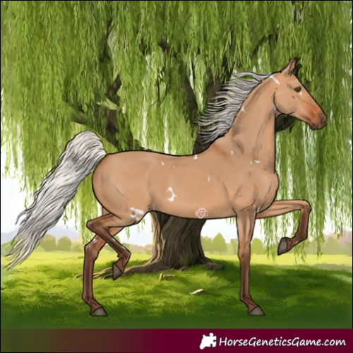 Horse Color:White Spotted Silver Bay Dun Rabicano 