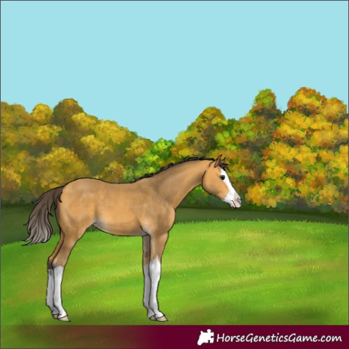 Horse Color:Buckskin Splash 