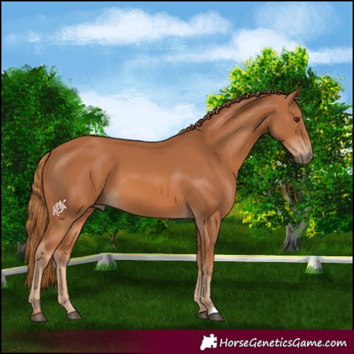 Horse Color:Chestnut 