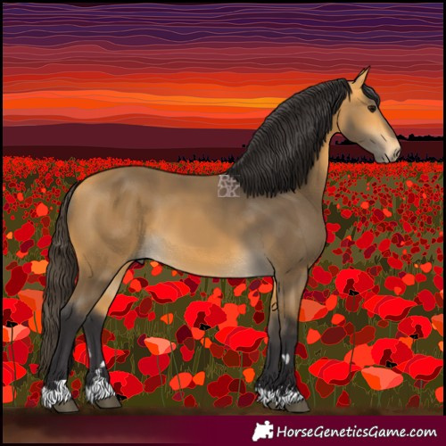 Horse Color:Buckskin 