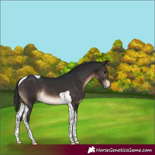 Horse Color:Brown Tobiano Rabicano
