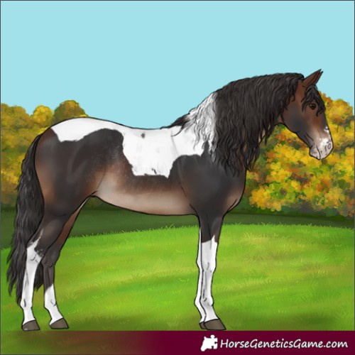 Horse Color:Brown Sabino Tobiano Rabicano 
