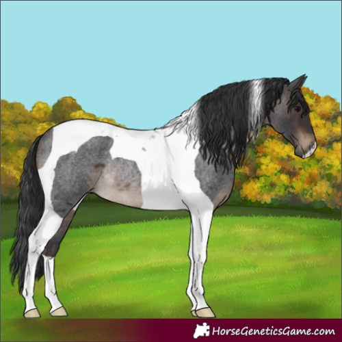 Horse Color:Brown Roan Tobiano Rabicano
