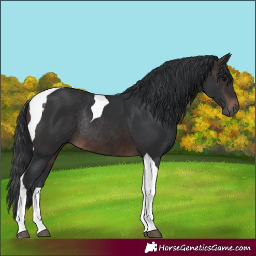 Horse Color:Brown Tobiano Rabicano 