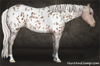 Horse Color:Silver Bay Roan Appaloosa 