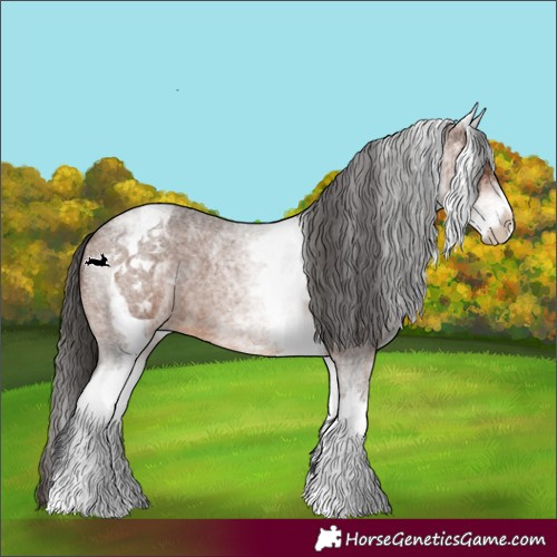 Horse Color:White Spotted Brown Roan