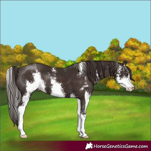 Horse Color:Liver Chestnut Sabino 