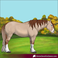Horse Color:Red Dun Splash 