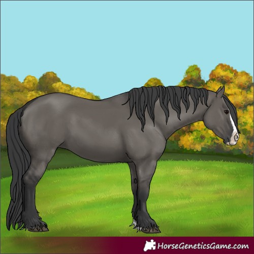 Horse Color:Grullo Splash 