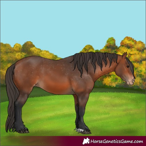 Horse Color:Bay Varnish