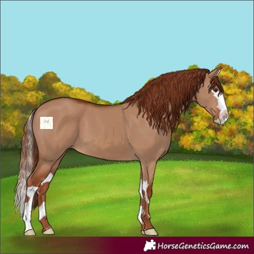 Horse Color:Red Dun Splash 