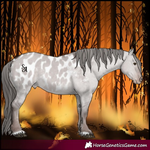 Horse Color:Platinum Liver Red Dun Blanket Rabicano 