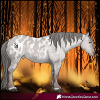 Horse Color:Platinum Liver Red Dun Blanket Rabicano 
