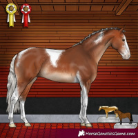 Horse Color:Silver Bay Sabino Tobiano Rabicano